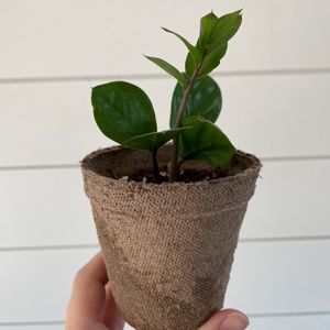 ZZ Plant
